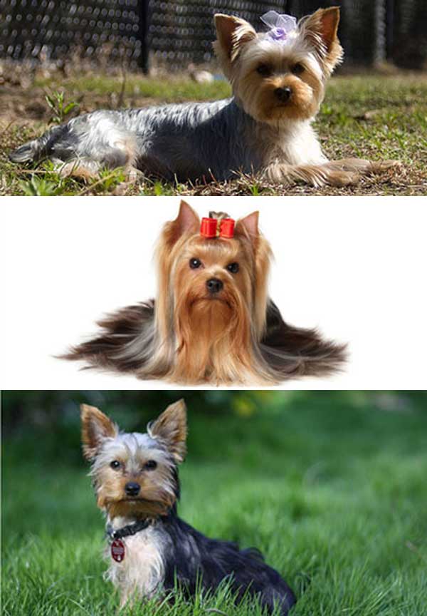 Yorkshire terrier är några av de hundar som lever längst