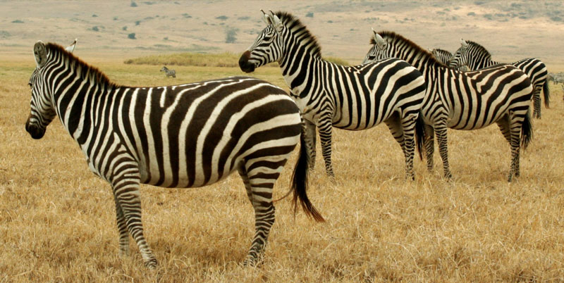 Fakta: Zebrans ränder fungerar inte som kamouflage på savannen; de är utformade för att förvirra angripande rovdjur