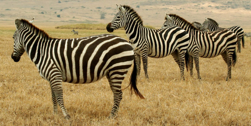 Fakta: Zebrastriber fungerer ikke som camouflage på savannen; de er designet til at forvirre angribende rovdyr.