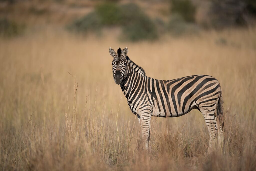 Tilfældige fakta om zebraer