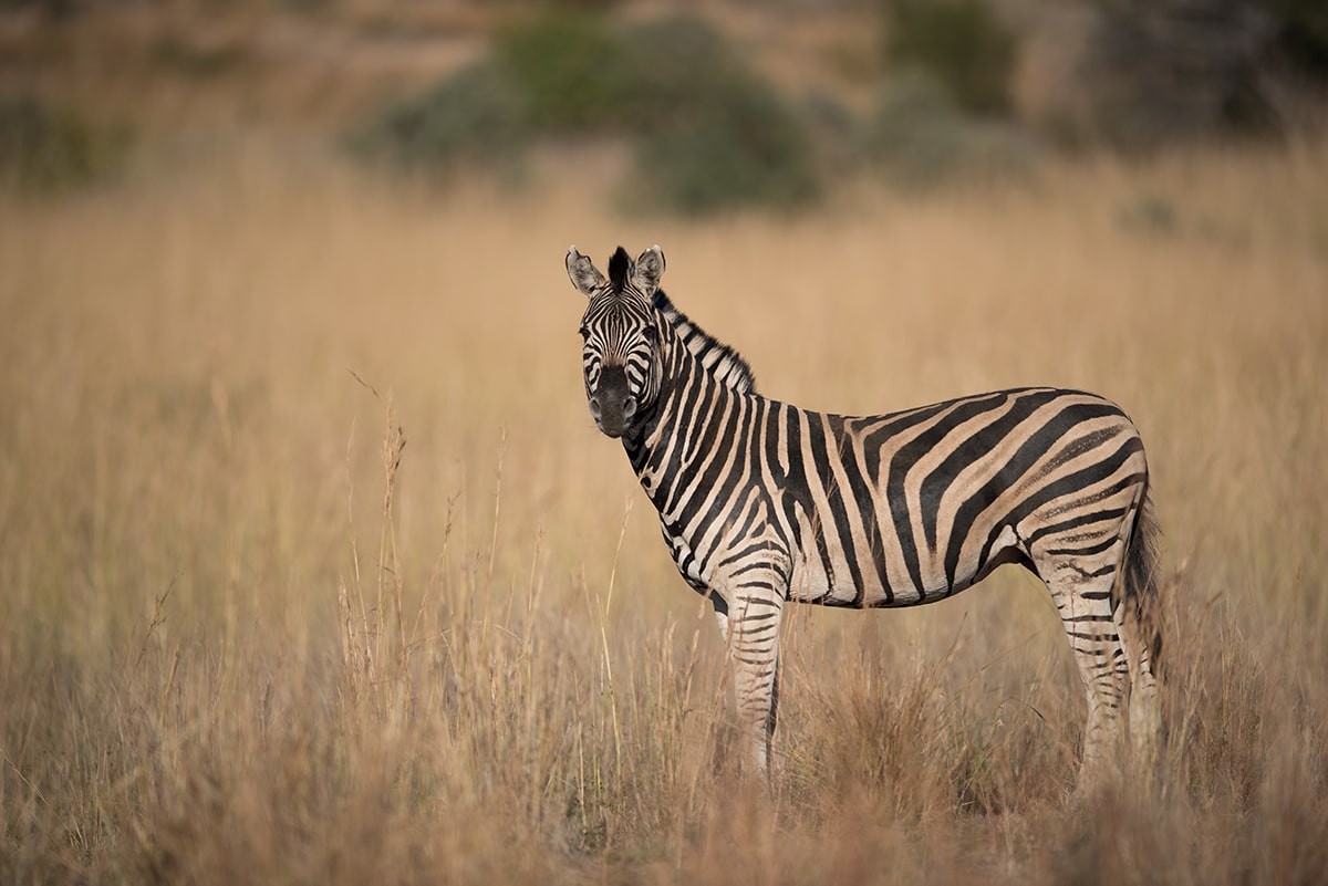 Slumpmässiga fakta om zebror